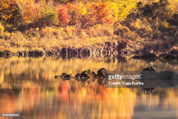 autumn leaves reflected in a lake - yuga kurita stock pictures, royalty-free photos & images