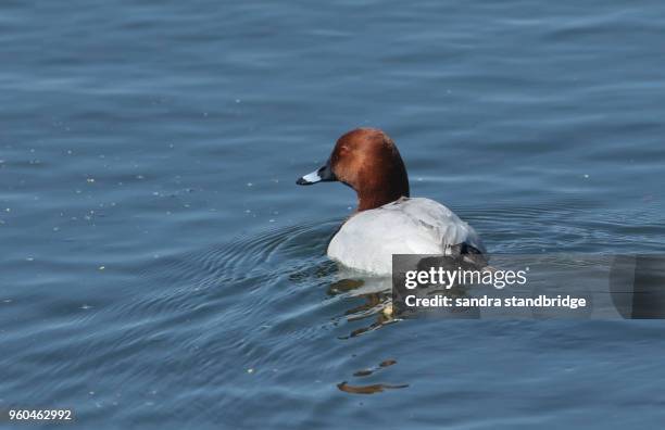 a stunning male pochard duck (aythya ferina) swimming in a lake. - see lake waterfowl stock-fotos und bilder