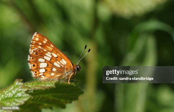 the side view of a stunning duke of burgundy butterfly (hamearis lucina) perching on a leaf. - dunstable stock-fotos und bilder