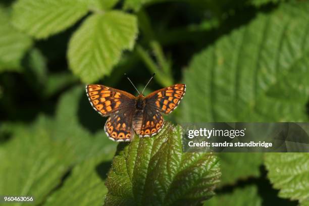 a stunning rare duke of burgundy butterfly (hamearis lucina) perching on a leaf with its wings open. - hamearis lucina stock pictures, royalty-free photos & images