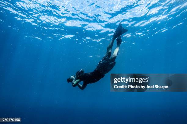 underwater photographer - board shorts stock pictures, royalty-free photos & images