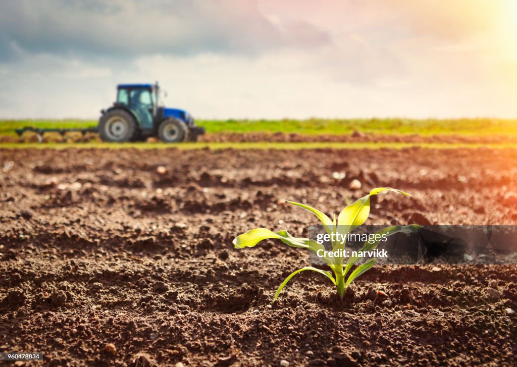 Cultivo de maíz y el tractor trabajando en el campo