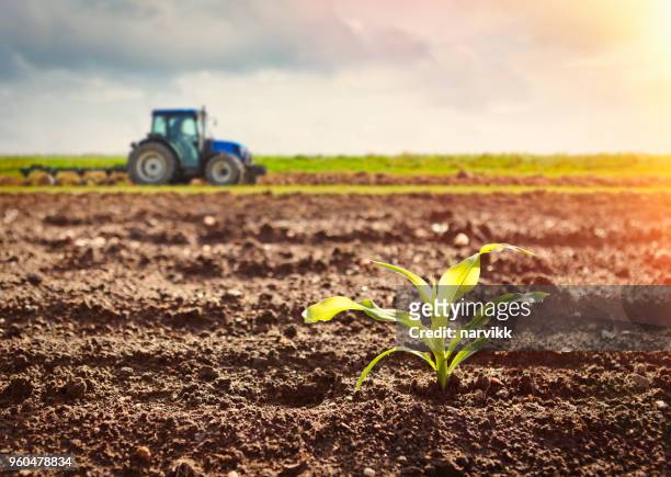 maïs gewas en trekker werken op het veld - veld stockfoto's en -beelden