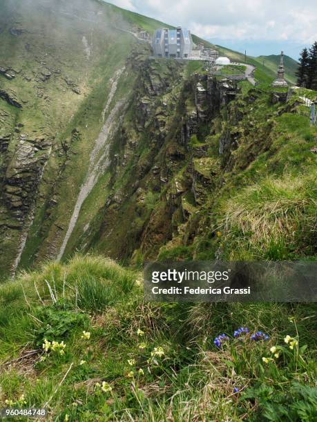 wild flowers on a steep slope on top of monte generoso - pulmonaire officinale photos et images de collection