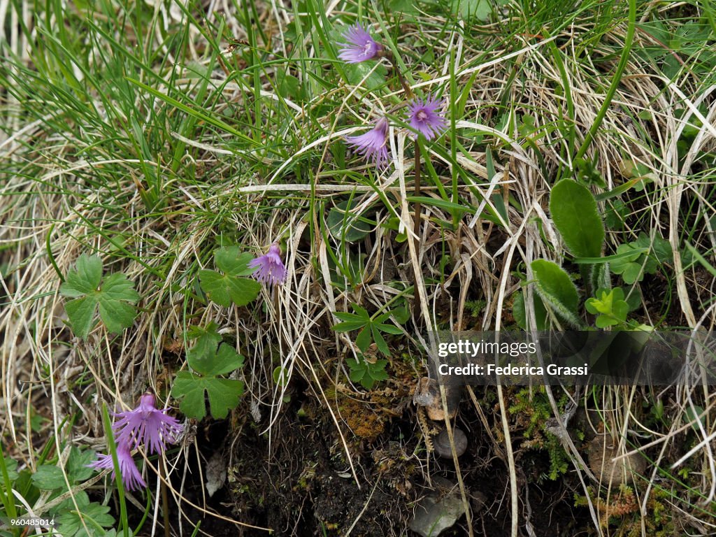 Soldanella Alpina (Dwarf Snowbell, Alpine Snowbell, Mountain Tassel)