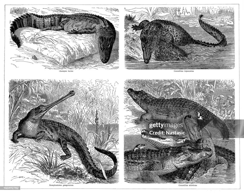 Crocodiles