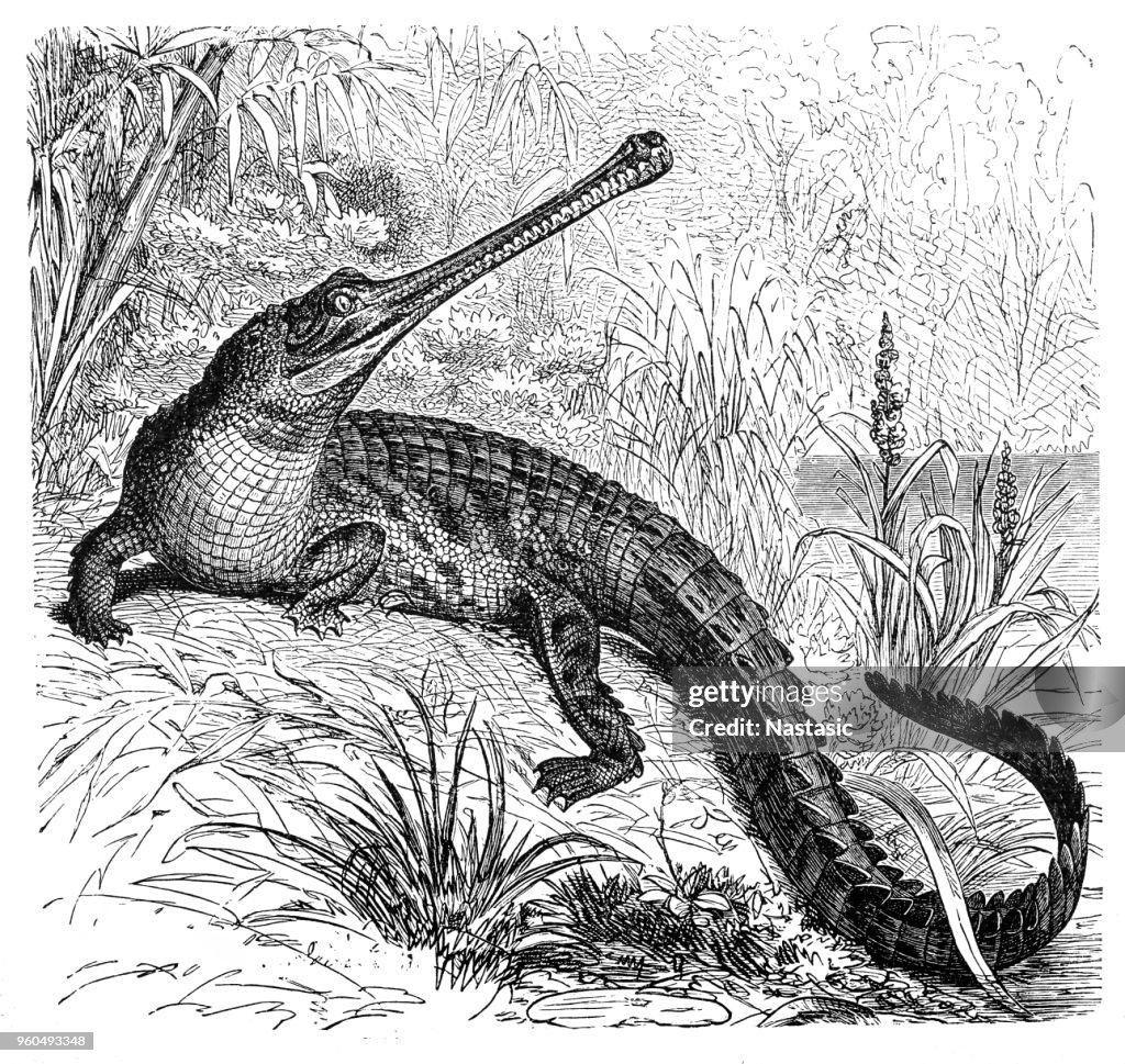 Gharial (Ramphostoma gangeticum)