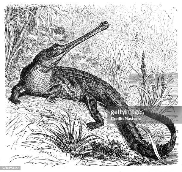 gharial (ramphostoma gangeticum) - indian gharial stock illustrations