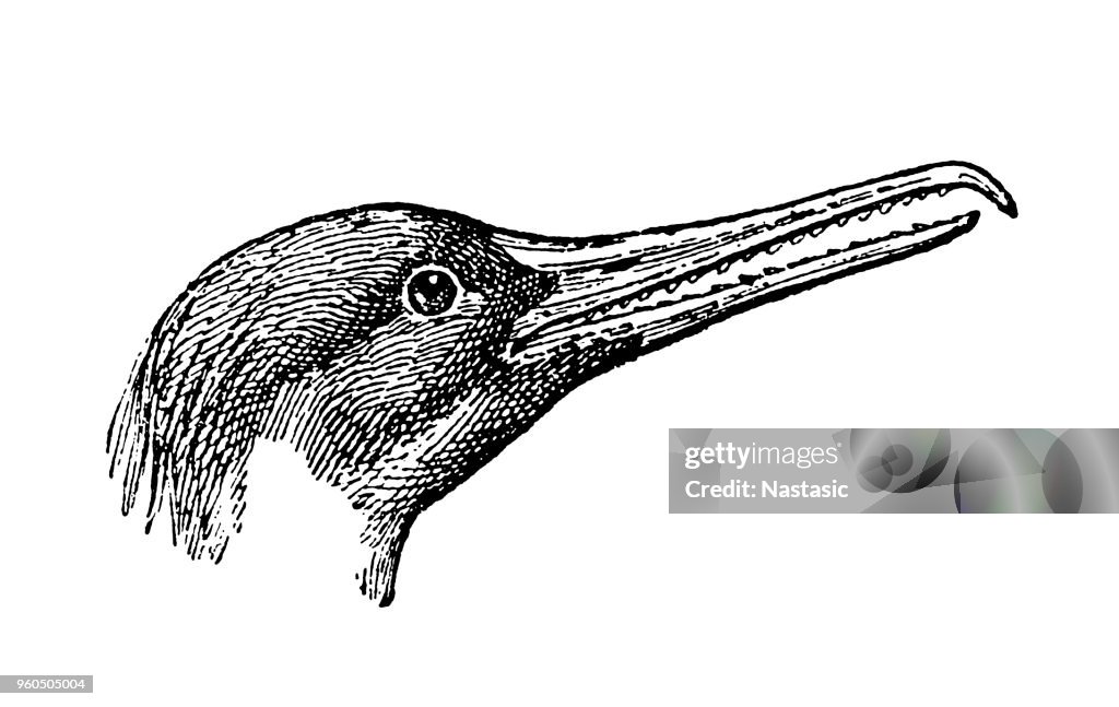 Diving duck