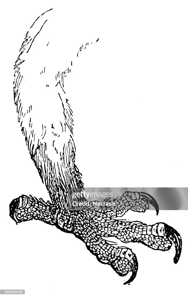 Owl claw