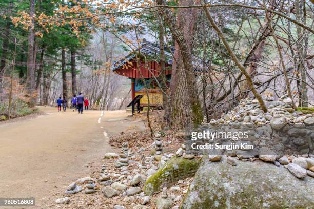 scenery of the fir tree forest trail - sungjin kim stock pictures, royalty-free photos & images