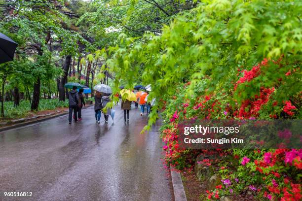 a path to the buddhist temple with flowers on a rainy day - sungjin kim stockfoto's en -beelden