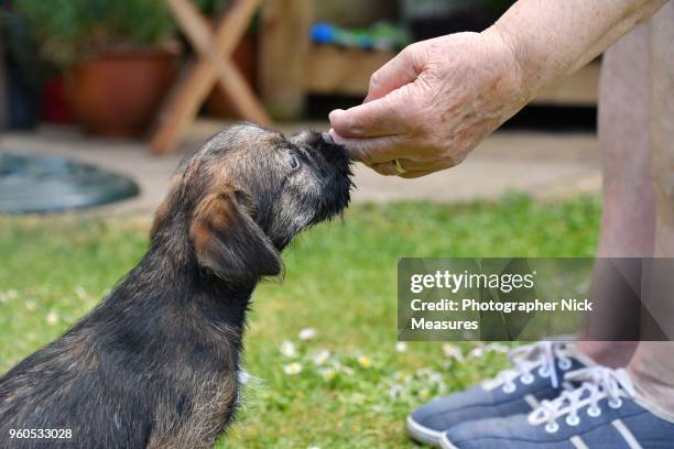 9 week old boarder terrier puppy sniffing her owners hand. - stroud gloucestershire stock pictures, royalty-free photos & images