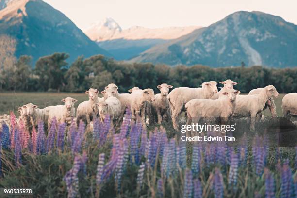 kudde schapen in zuid-nieuw-zeeland tijdens zomer lupine seasson - schaap stockfoto's en -beelden