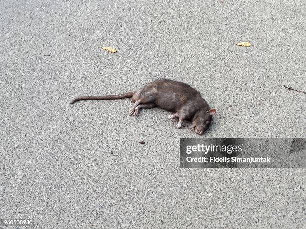 close-up of dead rat on road at jakarta, indonesia - totes tier stock-fotos und bilder