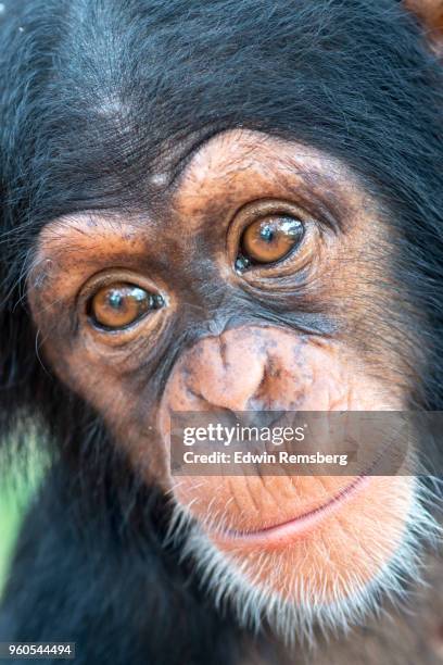 chimp close up - edwin remsberg stock pictures, royalty-free photos & images