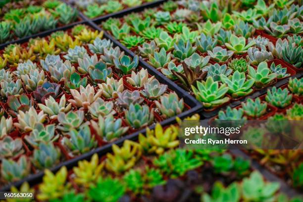 succulent background pattern - crassula stock pictures, royalty-free photos & images