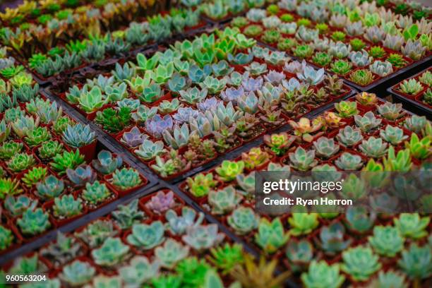 succulent background pattern - crassula stock pictures, royalty-free photos & images