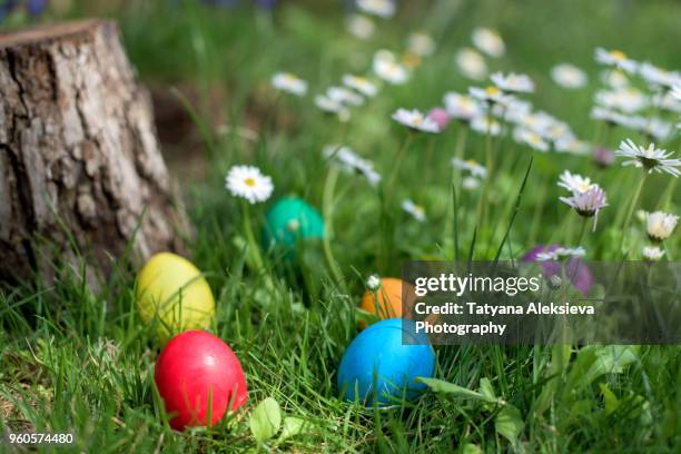 easter hen egg hunt - easter grass stock pictures, royalty-free photos & images