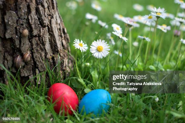 easter hen egg hunt - se cacher photos et images de collection