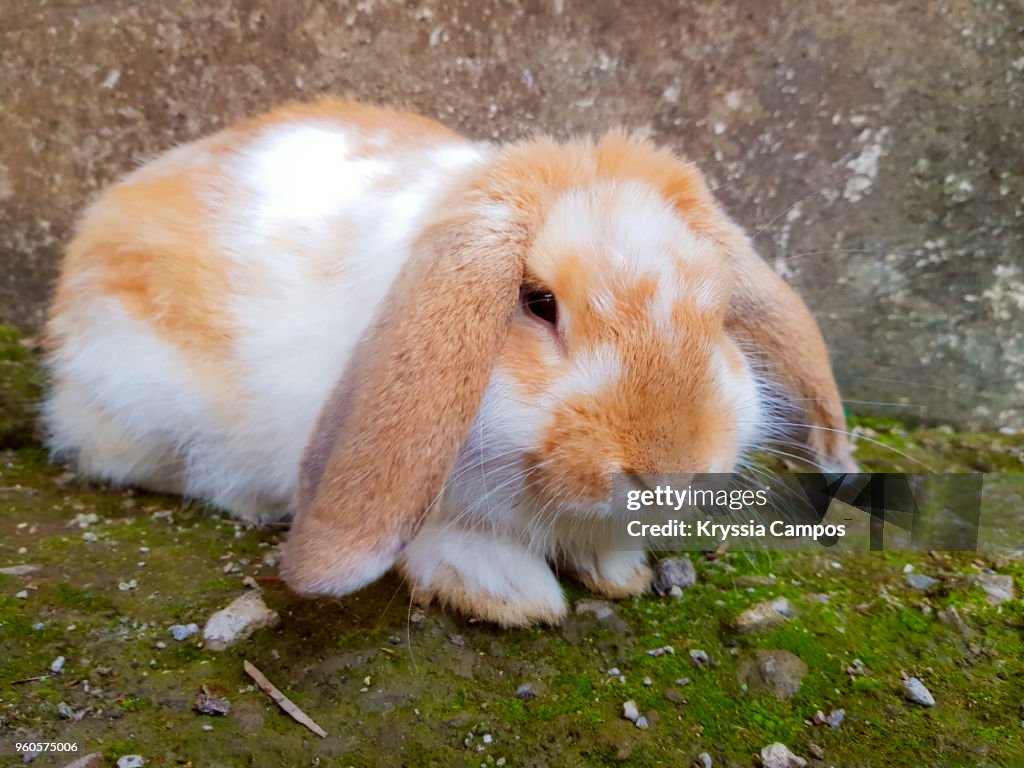 Lop Ear Rabbit