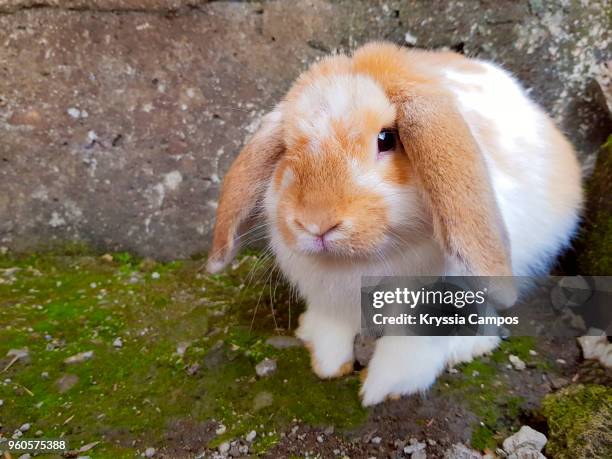 Lopkin Rabbit Lop Rabbit Photos and Premium High Res Pictures - Getty Images