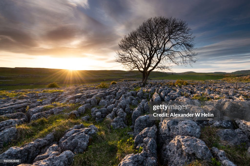 Sunset and a tree