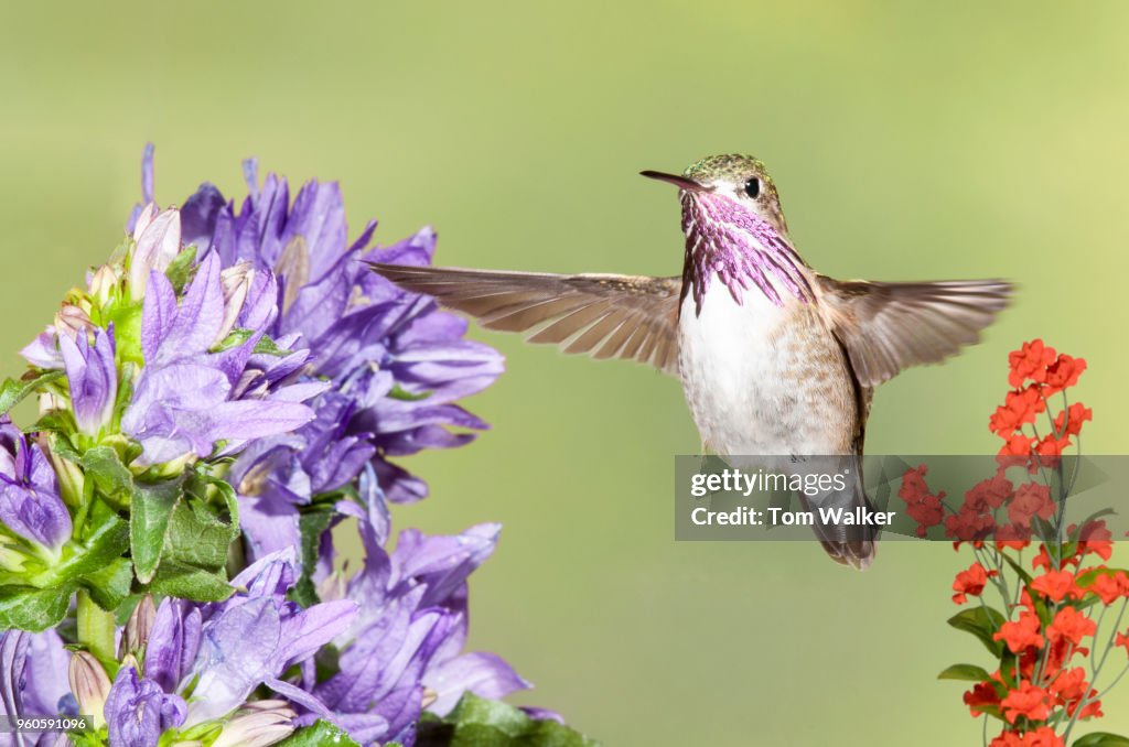 Hummingbird, Calliope, Arizona