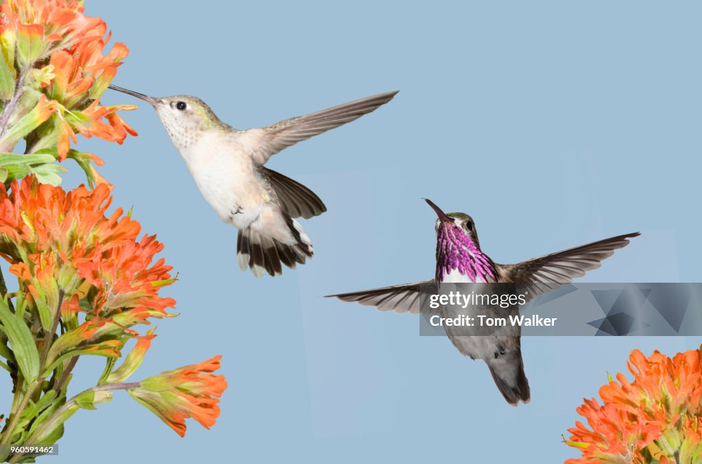 Hummingbird, Calliope, Arizona