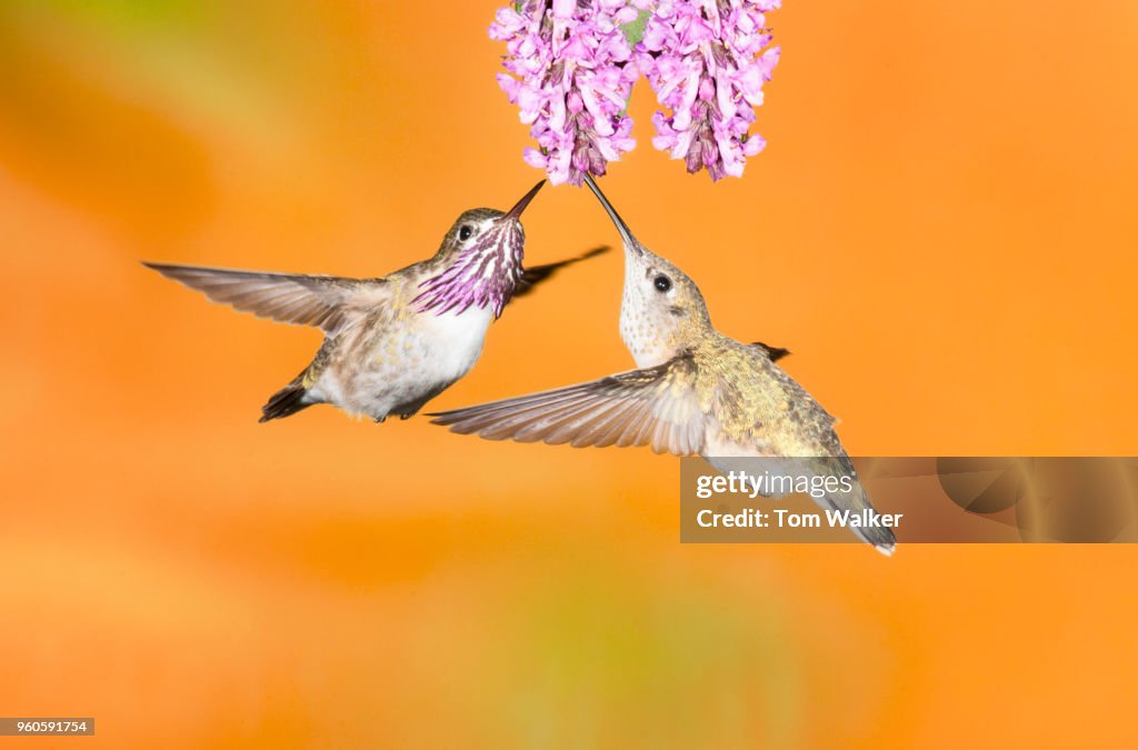 Hummingbird, Calliope, Arizona