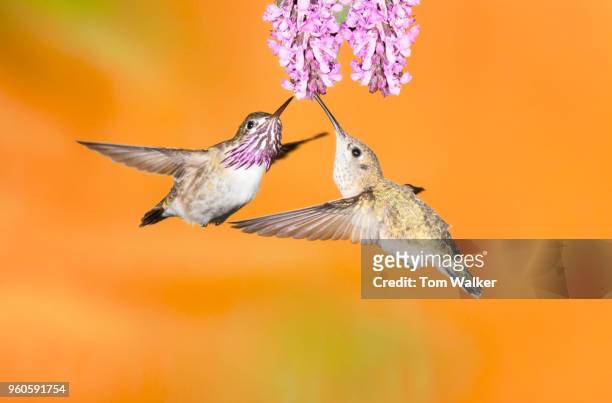 hummingbird, calliope, arizona - calliope hummingbird stock pictures, royalty-free photos & images