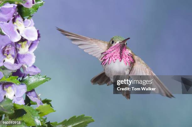 hummingbird, calliope, arizona - calliope hummingbird stock pictures, royalty-free photos & images