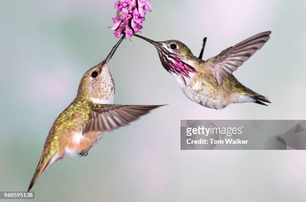 hummingbirds, rufous and calliope, canada - calliope hummingbird stock pictures, royalty-free photos & images