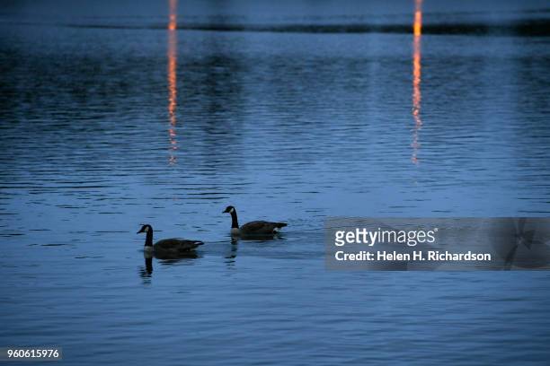 Geese float in Ferril Lake early in the morning before the star of the Colfax Marathon in City Park on May 20, 2018 in Denver, Colorado. Now in its...