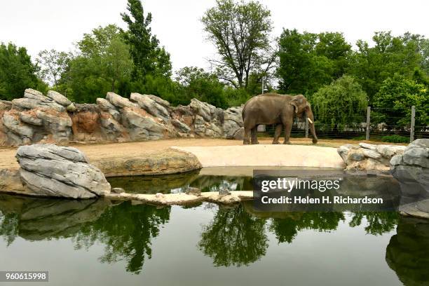 An Asian elephant came out for the runners who were streaming in Denver Zoo during the Colfax Half Marathon in City Park on May 20, 2018 in Denver,...