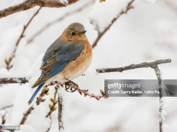 eastern bluebird during a late spring snow storm in pennsylvania in 2018 - eastern bluebird fotografías e imágenes de stock