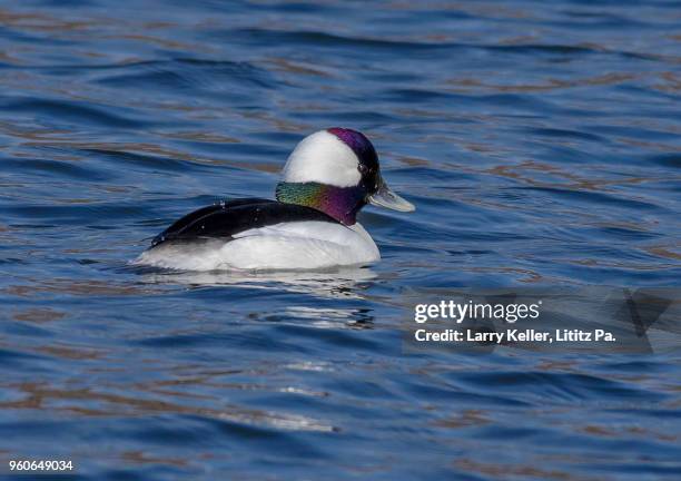 male buffelhead duck swimming in a small lake - see lake waterfowl stock-fotos und bilder