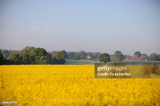 typical english rapeseed field in spring time - hertford hertfordshire stock-fotos und bilder