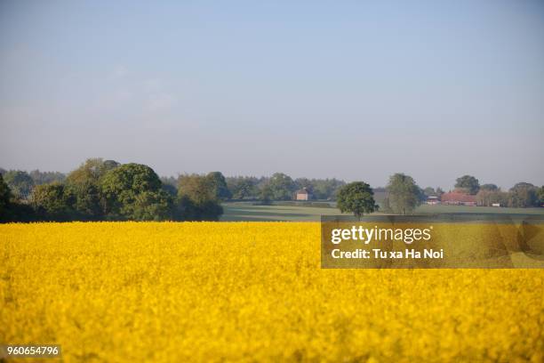 typical english rapeseed field in spring time - hertford hertfordshire stockfoto's en -beelden