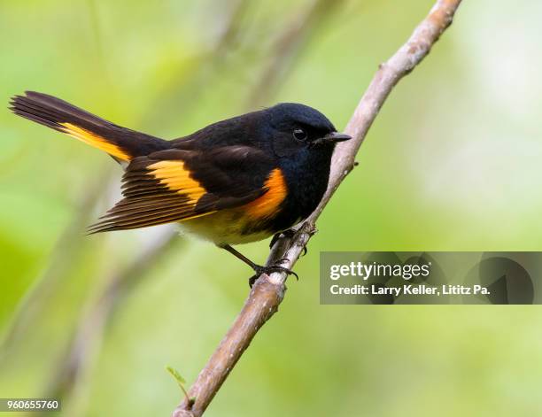 Redstart Migration 116 American Redstart Stock Photos, High-Res Pictures, and Images ...