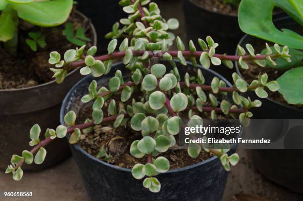 variegated elephant's bush (portulacaria afra) 'variegata' - portulak stock-fotos und bilder