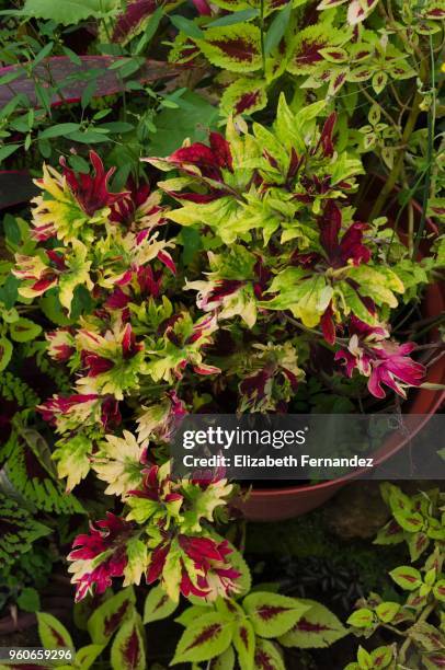 plectranthus scutellarioides or coleus (lamiaceae) - coleus stock pictures, royalty-free photos & images