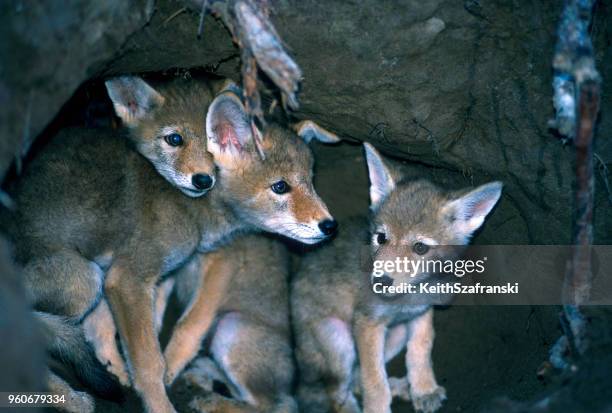 coyote pups - coyote stockfoto's en -beelden