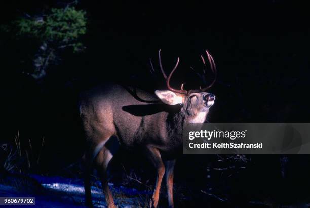 lippe-curling-maultier-rotwild - mule deer stock-fotos und bilder