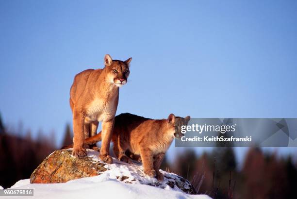 leone di montagna e cucciolo - mountain lion foto e immagini stock