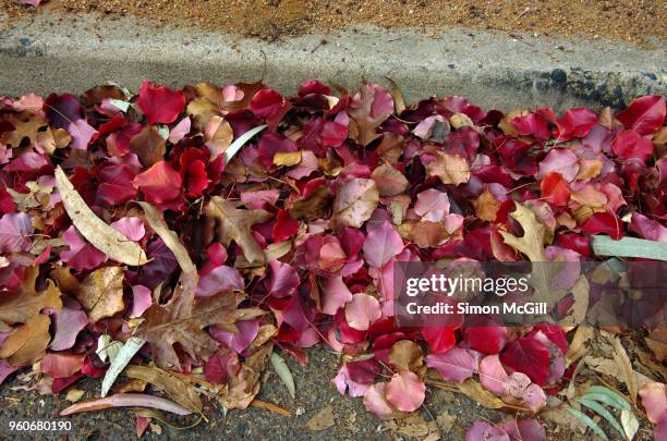 pin oak, manchurian pear and eucalyptus leaves in a road gutter in autumn - drop pin imagens e fotografias de stock