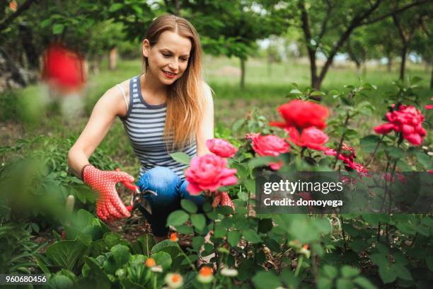 young woman taking care of flowers in the back yard - roses in garden stock pictures, royalty-free photos & images