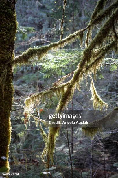 father and son walk through cathedral grove - angela auclair bildbanksfoton och bilder