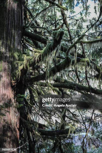 father and son walk through cathedral grove - angela auclair stock pictures, royalty-free photos & images