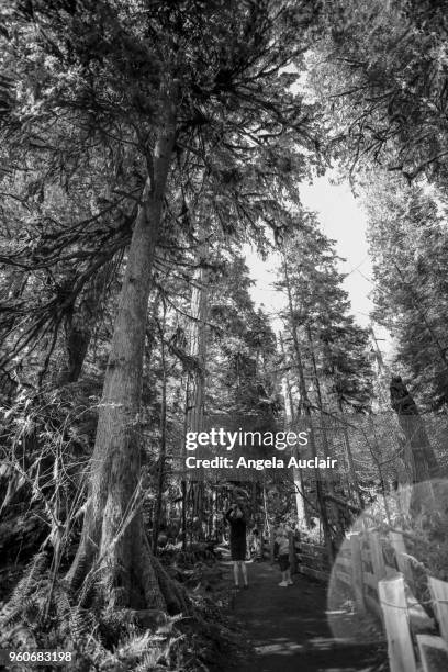 father and son walk through cathedral grove - angela auclair stock pictures, royalty-free photos & images